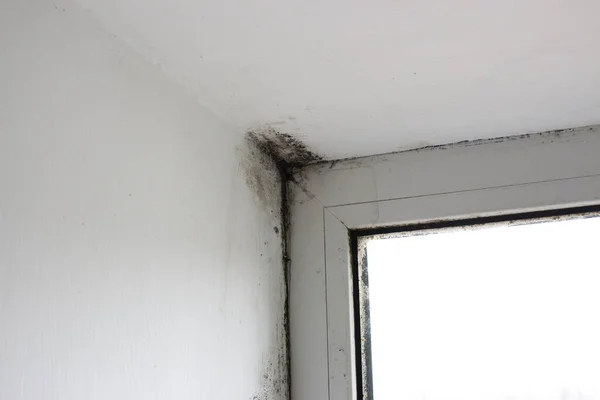 Stachybotrys chartarum or black mold, toxic mold. Mold on slopes in a house near windows that let in moisture.