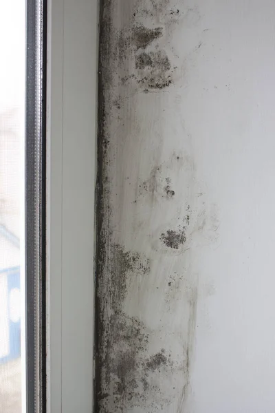 葡萄球菌的焦糖或黑色霉菌 有毒霉菌 在靠近窗户的房子的斜坡上被弄坏的 可以让水分进入 — 图库照片