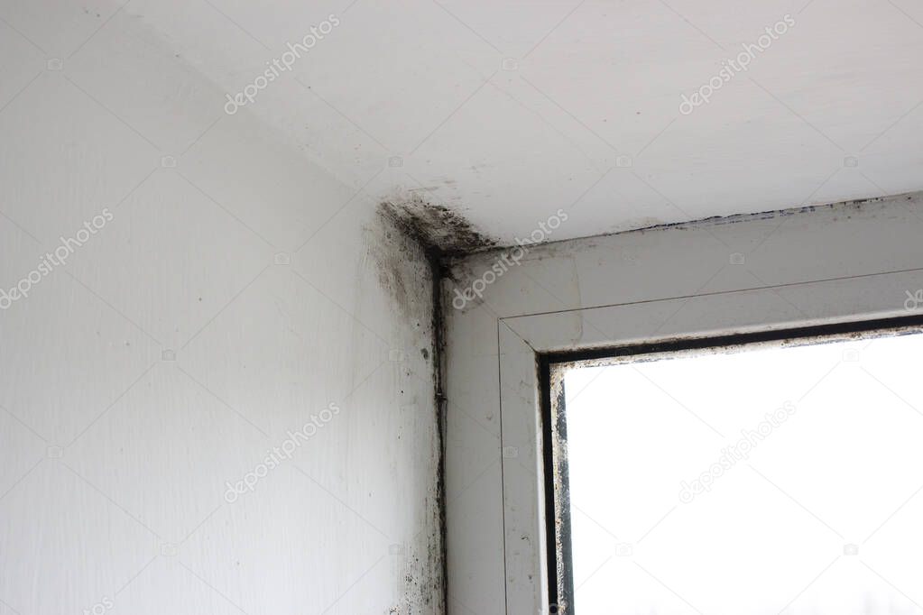 Stachybotrys chartarum or black mold, toxic mold. Mold on slopes in a house near windows that let in moisture.