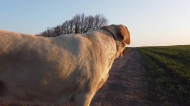 Köpek Labrador Retriever Yürüyüşte Gün batımına bakıyor. Doğadaki başka bir hayvan yürüyor ve dinleniyor..