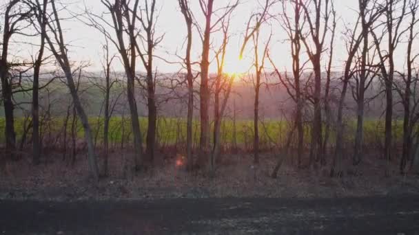 Flug Über Bäume Und Felder Bei Sonnenaufgang — Stockvideo