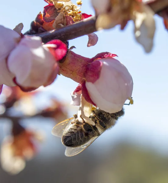 Bij Bestuift Abrikozenbloem Verspreidt Moniliaschimmel Door Insecten Waaronder Bijen Het — Stockfoto