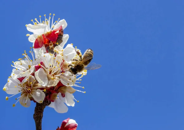 Egy Virágokkal Kék Hátterében Egy Méh Amely Összegyűjti Mézet Sárgabarack — Stock Fotó