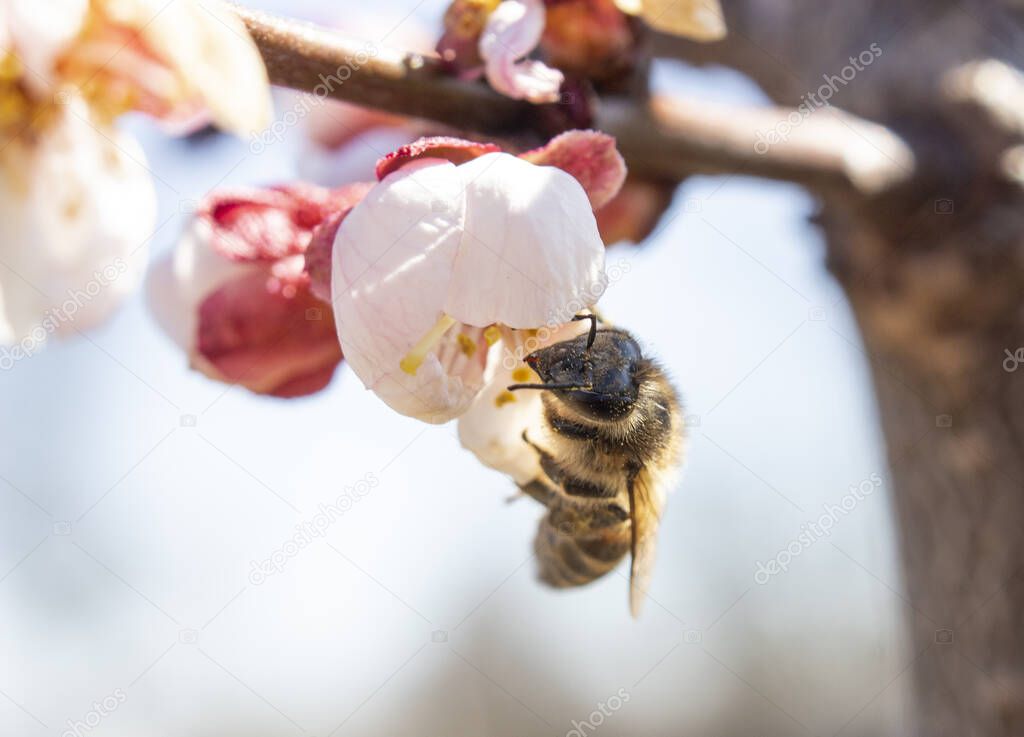 The bee pollinates the apricot flower, spreading monilia fungus by insects, including bees. The problem of infection with fungal diseases.