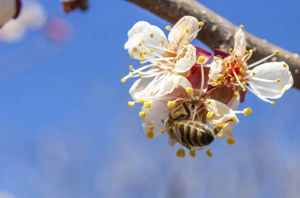 Beschadigd Door Vorst Bloeiwijze Van Abrikozenfruitbomen Schade Aan Landbouw Veroorzaakt — Stockfoto