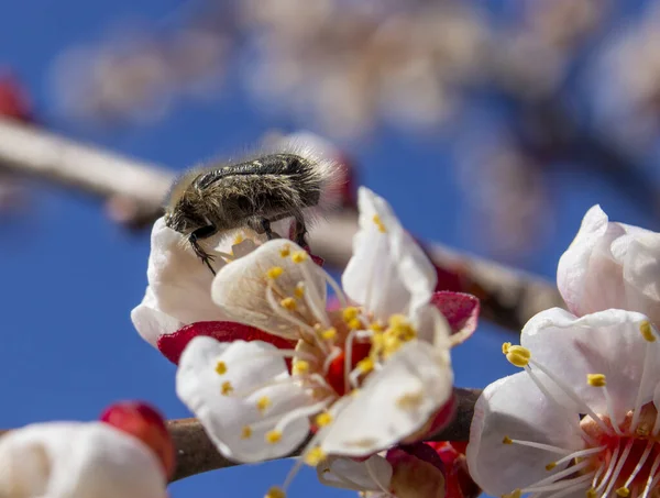 Tropinota Hirta Ein Käferschädling Der Sich Von Knospen Und Blüten — Stockfoto