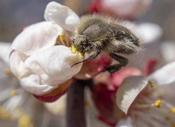 Tropinota Hirta Ein Käferschädling Der Sich Von Knospen Und Blüten — Stockfoto