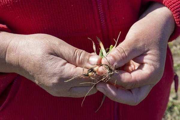 Female farmer looks at the plants and roots of winter wheat, the plant is damaged by frost and dry weather in the hands of the farmer. Agriculture and growing cereals.