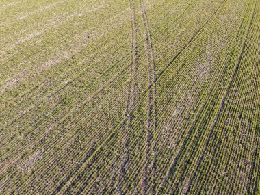 Tarladaki buğday tarlaları donma ve kurak hava tarafından tahrip edildi. Ürün yetiştirmek için hava koşulları elverişli değil