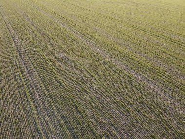 Kötü hava nedeniyle kuruyan bir buğday tarlası. Tarlada buğday tarlaları..
