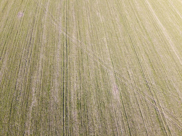 Campo Trigo Que Seca Debido Mal Tiempo Escarcha Cultivos Trigo —  Fotos de Stock