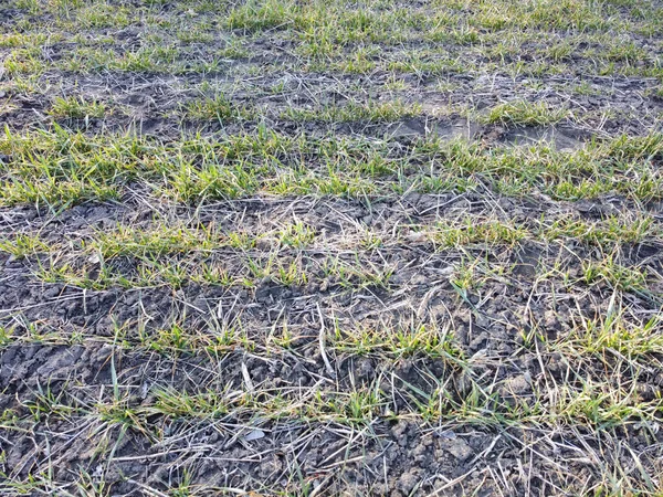 Getreideernte Auf Dem Feld Durch Frost Und Trockenheit Zerstört Wetterbedingungen — Stockfoto