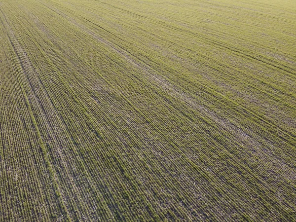 Kötü Hava Nedeniyle Kuruyan Bir Buğday Tarlası Tarlada Buğday Tarlaları — Stok fotoğraf