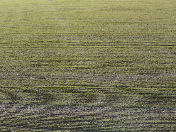 Cultivos Trigo Campo Destruídos Pela Geada Clima Árido Condições Meteorológicas — Fotografia de Stock