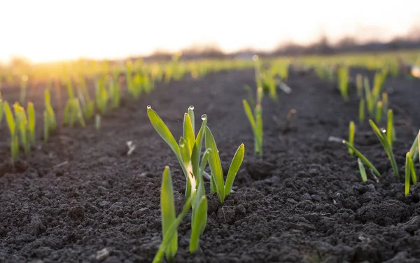 一粒发芽的麦粒 或带有晨露和晨光的大麦 — 图库照片