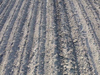 Patates fidelerinin üzerinde toprak yığını. Patatesleri traktörün altına ekiyorum..