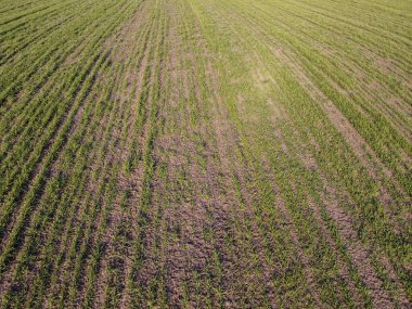 Fareler tarafından mahsul verilen küçük alanların tahrip edilmesi. Kış buğdayı don ve kemirgenlerden zarar görür..
