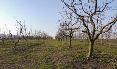 Elma ağaçlarından meyve ağaçları olan genç bir bahçe. Sıra sıra ağaçlar. Bahar bahçesinin uyanışı.