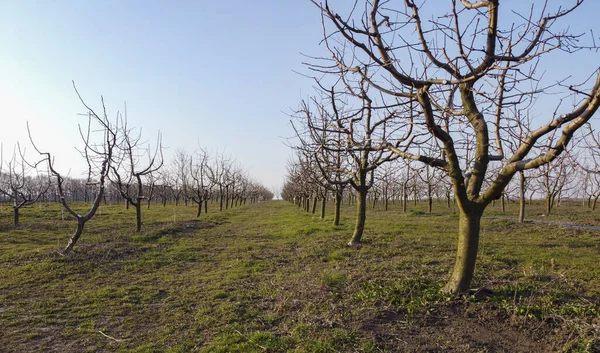 Elma ağaçlarından meyve ağaçları olan genç bir bahçe. Sıra sıra ağaçlar. Bahar bahçesinin uyanışı.