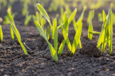 Toprakta filizlenmiş tahıl filizleri. Genç arpa ve akşam güneşi.