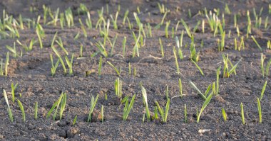 Genç buğday veya arpa tarlaları tarıma kötü bir şekilde girdi..