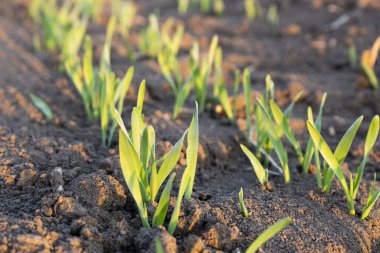 Tarladaki toprakta sıralanmış arpa sürüleri. Mısır gevreği yetiştiriyorum..