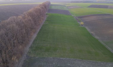 Baharda tarlaların ve orman şeritlerinin üzerine yağmur bulutları yağar. Buğday ve ekin yetiştirmek için harika bir hava. Ormanın yakınındaki küçük bir çayırda tarım işi..