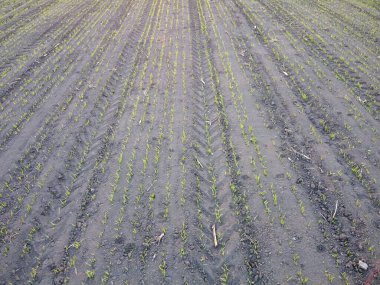 Genç arpa filizleri bir yerlerden filizlenir. Kuru toprak ve sabah dondurması tahıl mahsullerini mahveder..