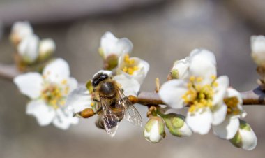 Arıcılık, yakın plan arıcılık, meyve ve bal koleksiyonunun tozlaşması.