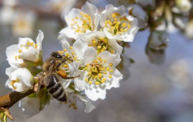 İş olarak arıcılık, bahar mevsiminde erik çiçeklerinden bal toplamak..