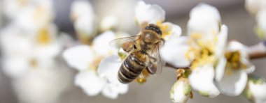 Closeup of a bee sits on a plum blossom and collects honey. Beekeeping as a Business in Ukraine. clipart