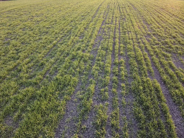 Trigo Destruido Arbustos Trigo Invierno Congelados Rendimiento Reducido Del Grano —  Fotos de Stock