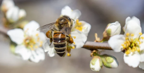 Een Bij Die Honing Verzamelt Draagt Het Zijn Poten Close — Stockfoto
