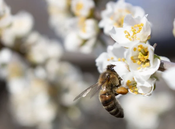 Bijenteelt Close Bijen Bestuiving Van Fruit Honing — Stockfoto