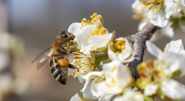 Eine Biene Die Honig Sammelt Und Ihn Auf Den Pfoten — Stockfoto