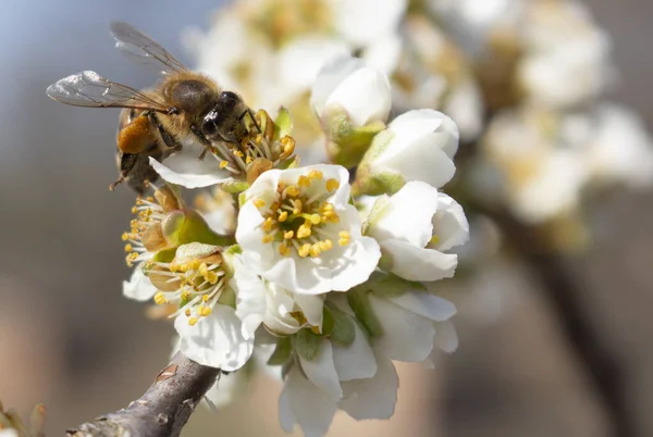 Μελισσοκομία Επιχείρηση Ανοιξιάτικη Συγκομιδή Μελιού Από Άνθη Δαμάσκηνου — Φωτογραφία Αρχείου