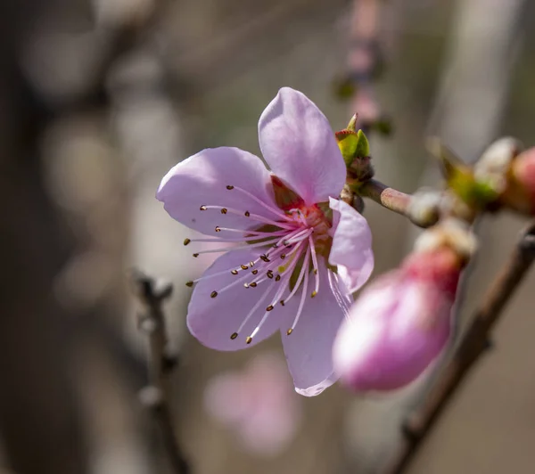 Peach blossom, flowering peach tree in spring.