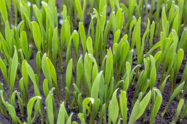 Yeşil çimlerin filizlenmesi. Toprakta genç çimen filizleri. Eko konsepti. Buğday tohumu, tarım tahıl ekimi.