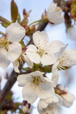 Erik çiçeği, baharda çiçek açan meyve ağacı. Mavi gökyüzünün arka planında çiçekler