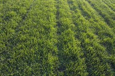 Yeşil buğday tarlada. Tarım ve büyüyen tahıllar.