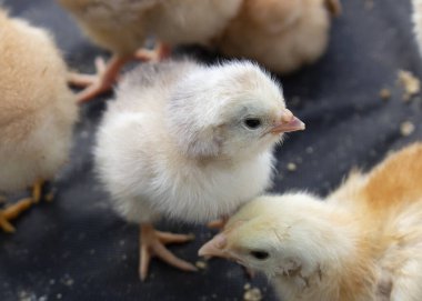 Yumurtadan yeni çıkmış küçük civcivler. Kuluçka makinesinde kümes hayvanları yetiştiriyorum..