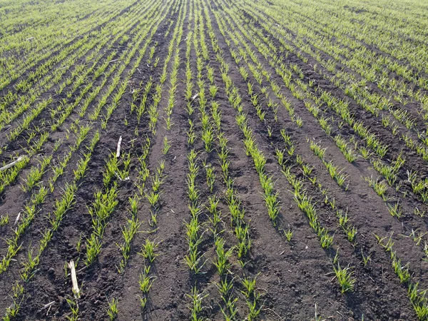 Rows Sprouting Barley Spring Agriculture Grain Field — Stock Photo, Image