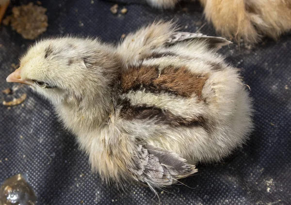 Małe Pisklęta Które Wykluły Się Jajka Hodowla Drobiu Inkubatorze — Zdjęcie stockowe