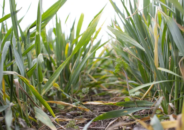 Trockene Kranke Blätter Von Jungem Weizen Frühjahr Weizenkrankheit Frühjahr — Stockfoto