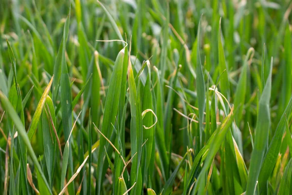 Špičky Sušených Pšeničných Listů Zimních Pšeničných Chorob Aplikace Herbicidů Nízkých — Stock fotografie