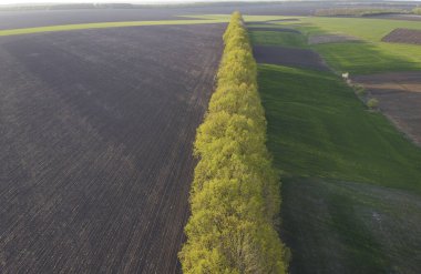 Tarlayı ekinlerle küçük tarlalardan ayıran bir orman şeridi..