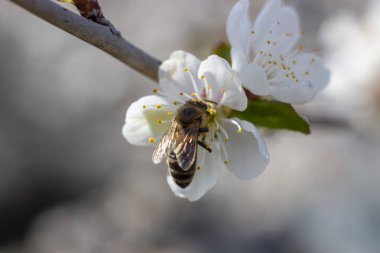 Bir arı mavi gökyüzünün arka planına karşı Ve güneş ışınları meyve ağacına uçar bal toplamak için.