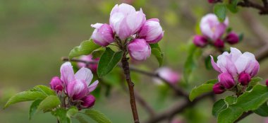 Bir dalda güzel bir elma tomurcuğu ve yeşil doğa arka planı.