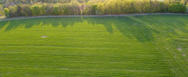 Ormanın yakınında buğday veya arpa ekili tarla, akşam ve ağaçların gölgesi.