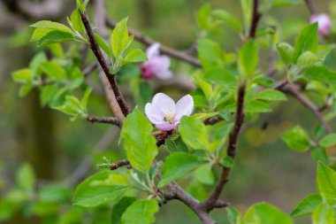 Çiçek açan elma ağacı ve baharda açan yeşil yapraklar..